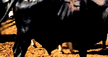 06 Semoventes - Touros e Vacas