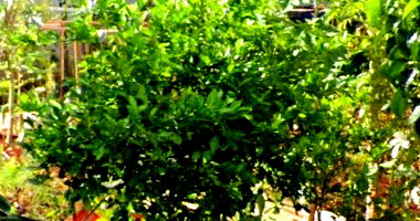 Imóvel com 480m² no Jardim Rebouças, Maringá/PR