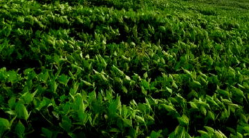 Lote Rural Desocupado de 72.600m² em Anchieta/SC