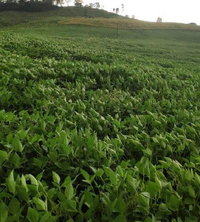 Lote Rural de 72.600m² em Anchieta/SC
