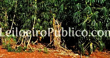 Terreno Urbano 256m² sem Benfeitorias em São Miguel do Iguaçu