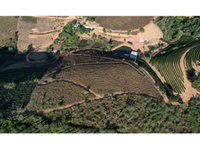 Chácara com 33.000m² em zona rural, ideal para cultivo de café