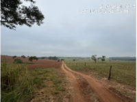 Parte Ideal de Fazenda em Rancharia/SP com 242ha