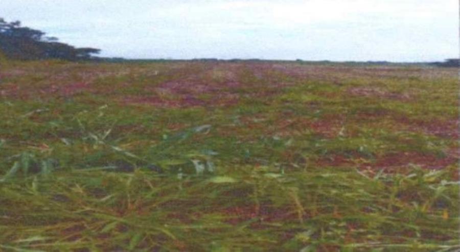 Terreno em Assai/PR com 5.445 hectares