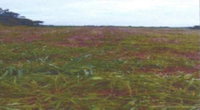 Terreno em Assai/PR com 5.445 hectares