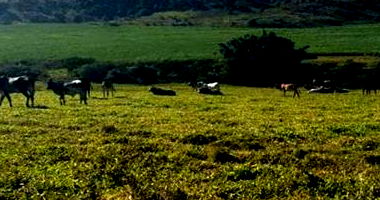 Área Rural com 38,2554 Hectares - Parte Ideal 44,42%