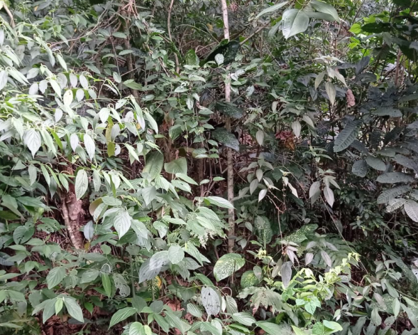 Direitos Possessórios sem Construção, Terreno 250m², Desocupado
