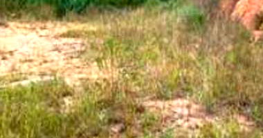 Terreno Urbano com 798,30 m² em Apiúna-SC