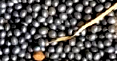 Aproximadamente 27.060 kg de Semente de Soja TMG2370IPRO