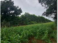 Terreno Rural 5,39 ha em Chapecó/SC -