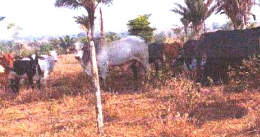 Imóvel Rural com Casa, Curral e Pastagem em Cujubim/RO