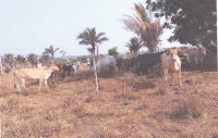 Imóvel Rural com Casa, Curral e Pastagem em Cujubim/RO