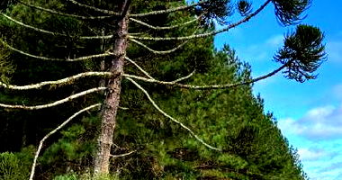 Terreno Rural com Reflorestamento em Jaraguá do Sul