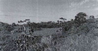 Terreno Rural com 30,0233 Hectares em Tarauacá - AC