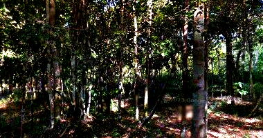 Terreno 880,3 m² em Trancoso - BA