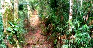 Terreno Rural com 16,135 ha em Apiúna-SC