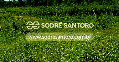 Imóvel Rural - 657,32ha - Porto Alegre do Norte/MT