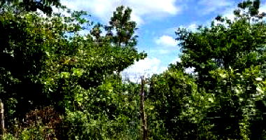 Terreno Amplo em Eusébio/CE com 1287m²