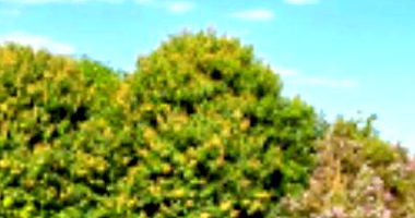 Imóvel Rural com Área de 43.560 m² em Marechal Cândido Rondon/PR