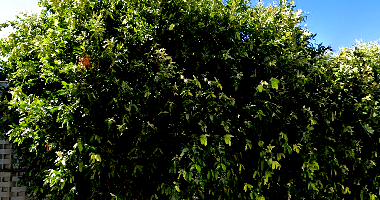 Casa com 344,00 m² - Centro-Sul