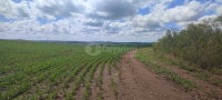 Terreno rural de 101 hectares em Pinhal Grande/RS