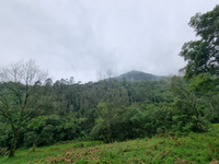Chácara com 9.68 hectares em Tamanduá