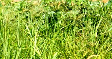 Terreno declive com 270,93m² no Jardim Padovani, desocupado