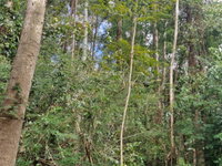 Lote de Eucalipto em 1,867 Hectares