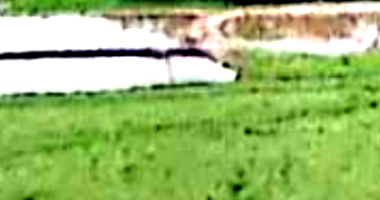 Fazenda com 181,40 hectares em Pedro Gomes/MS, área rural