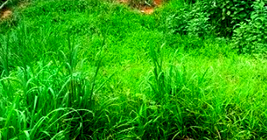 Terreno em Miracatu com 1.055,12m²