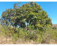 Terreno de 9,71 hectares com nascentes em Presidente Kubitschek