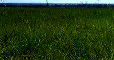 Fazenda 'Carabussu' com 459,80 hectares em Quissamã/RJ