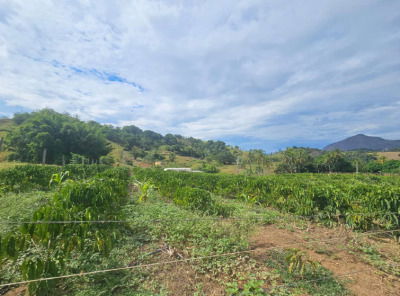 Imóvel Rural com Lavoura Cafeeira e Estruturas em Alegre-ES