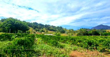 Imóvel Rural com Lavoura Cafeeira e Estruturas em Alegre-ES