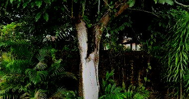Terreno em Marituba/PA - 11421