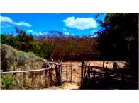 Sítio com 76,25 hectares e 3 casas em Santa Quitéria/CE