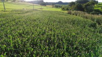 Imóvel Rural 6.909m² em Nova Prata do Iguaçu/PR - Potencial Agrícola e Piscicultura