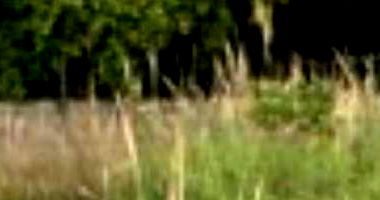 Terreno 145m² no Loteamento Vivari - Ocupado