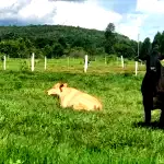 Gleba de terras na Fazenda Taboão - Parcelamento em até 59 meses