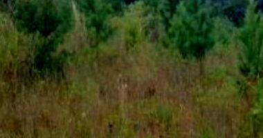 Terreno em Linha Brasil com 711,89m²