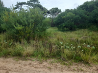 Terreno com 300m² na Estação Balneária da Barra do Chuí