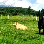 Imóvel Baixa Grande ou Angicos com 662 hectares