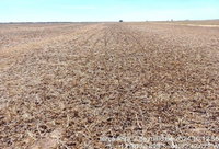 Fazenda Terra Viva com 528,6702 HA em Baianópolis/BA