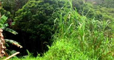 Terreno amplo de 511m² no Jardim Carolina, Biguaçu, SC