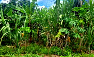 Terreno com 491,92m² em Bujari/AC