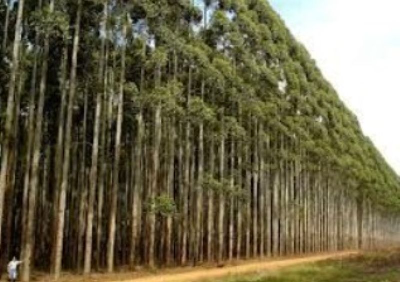 Parceria 74% Produção Árvores de Eucaliptos - Lages SC