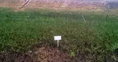 Terrenos ocupados com área total de 774m², oportunidade única