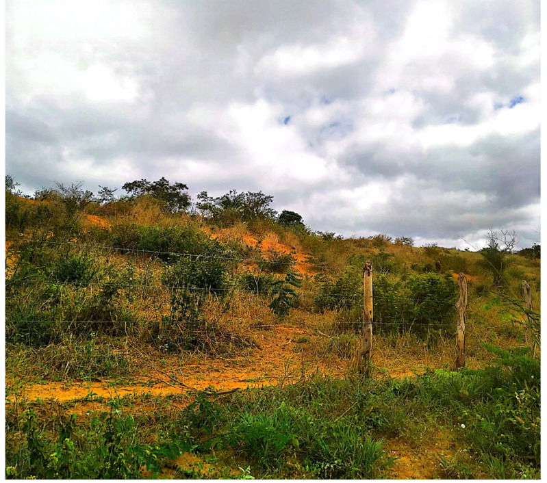 Fazenda Saco dos Bois com 93ha em Jacaraci/BA