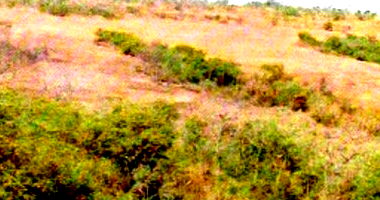 Fazenda em Leilão com 42,54ha em Mineiros/GO