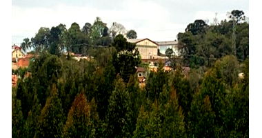 100m³ de Eucalipto em Pé - Vila Nova, Mafra/SC